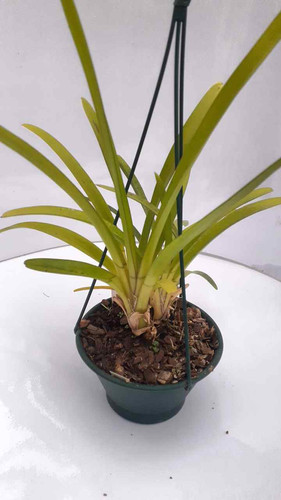 OS1908 Cymbidium aloifolium x anselia africana | orchidology2