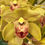 Thumbnail: OS1816 Cymbidium Bellissimo x Emeralds & Rubies