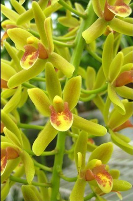 OS2045 Cym. Pee Wee x Fifi 'Harry' | orchidology2