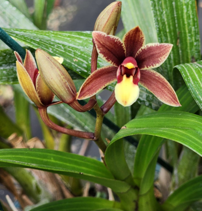 OS1908 Cymbidium aloifolium x anselia africana | orchidology2