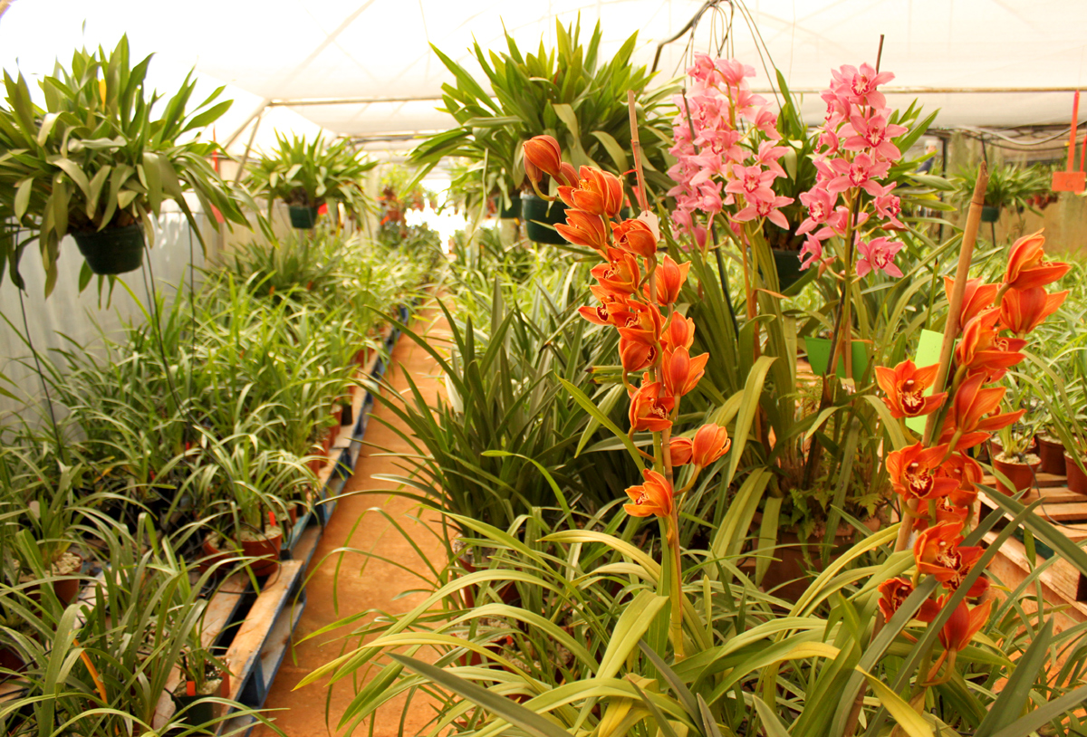Orchid Nursery