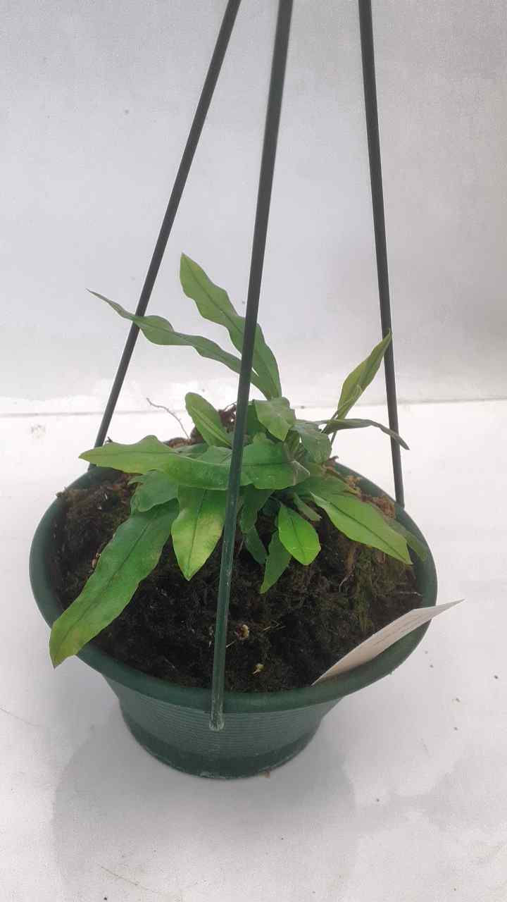 Thumbnail: Kangaroo Paw Fern (Microsorum pustulatum)