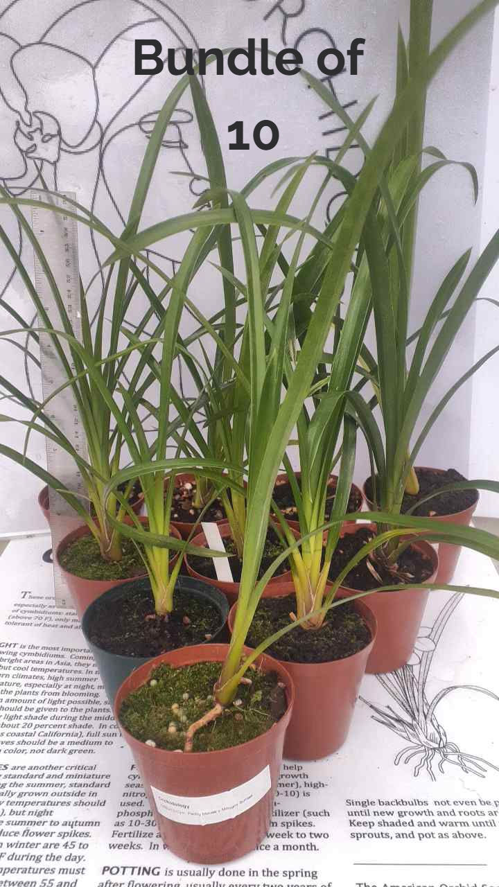 Thumbnail: Cymbidium Pendulous Seedling Bundle 9cm pots - small size