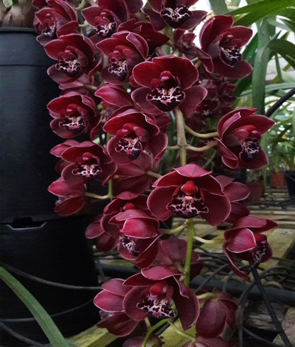 OS2026 Cymbidium Cliff Hutchings x Ruby Pendant
