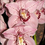 Thumbnail: OS2312 Cym. Dots Downunder 'NH' 4n x Fay Deverell
