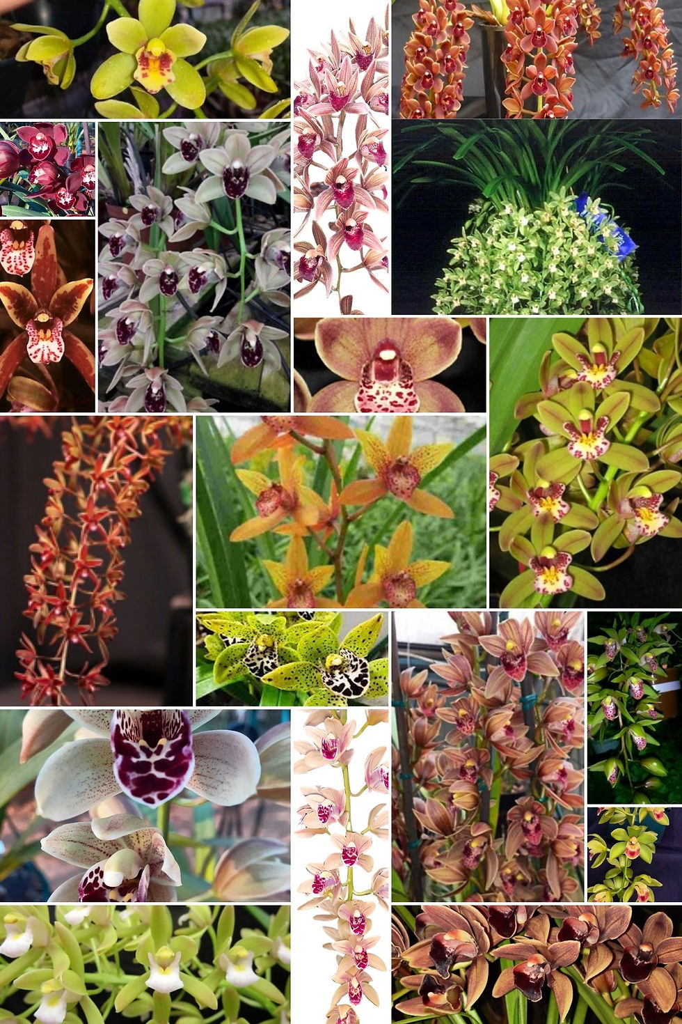 Cymbidium Pendulous Seedling Bundle 9cm pots - small size