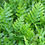 Thumbnail: Kangaroo Paw Fern (Microsorum pustulatum)