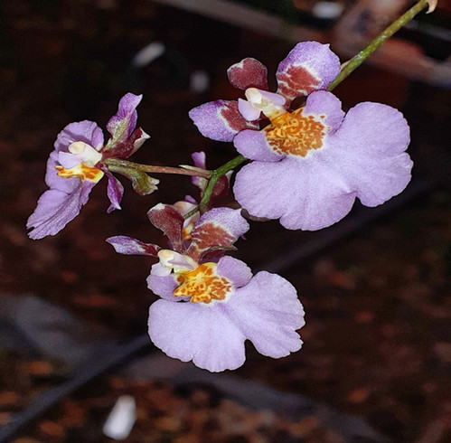 FLOWERS オードトワレ Innocent Grey CranCrown OS2053 Tol. Jairak 'Soft Pink ' x sylvestris | orchidology2