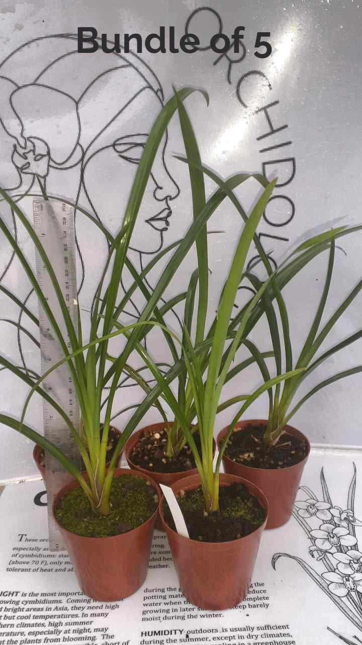 Thumbnail: Cymbidium Pendulous Seedling Bundle 9cm pots - small size
