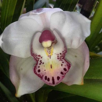 Thumbnail: Bundle 19 Cymbidium Standard Seedlings