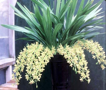Thumbnail: Bundle 20 Novelty Pendulous Cymbidiums