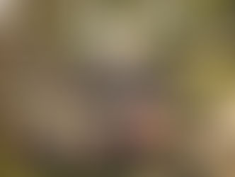 Instrumental no Parque encerra a temporada com programação especial neste sábado