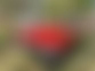 Poços Classic Car 2025 promete movimentar Poços de Caldas entre 31 de julho e 3 de agosto