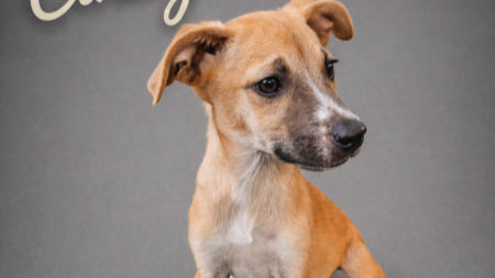 Feira de adoção na Alameda Poços convida população a transformar vidas