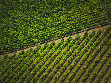 Qu'est-ce que la densité de plantation viticole : optimiser