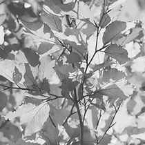 Autumn Leaves_edited.jpg