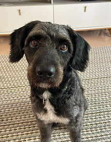 Onix es un perrito de 2 años que busca una casa que lo entienda y le de amor para entrenarlo y cuidarlo.
Necesita Dieta Natural