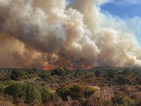 new forest wildfires