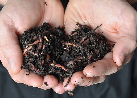 worm composting.jpg