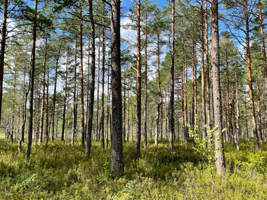 Finnish Forest