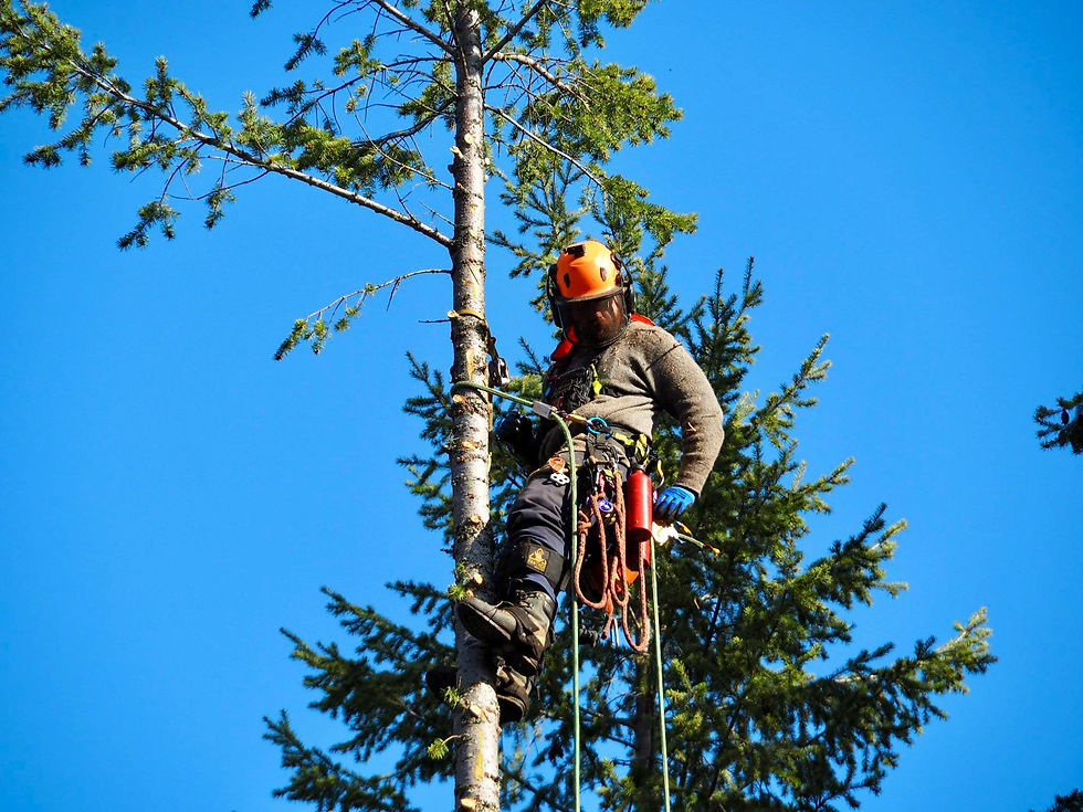 Tree removal in Clearwater