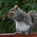 squirrel.jpg