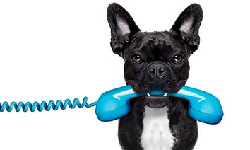 French Bulldog holding blue telephone receiver in mouth