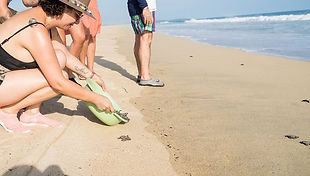 TORTUGAS3.jpg