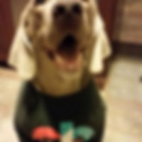 1463067_515721721897415_6532029472269663982_n