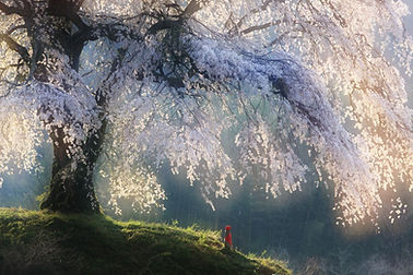 『朝日を浴びて』©清水邦計_KPA2024