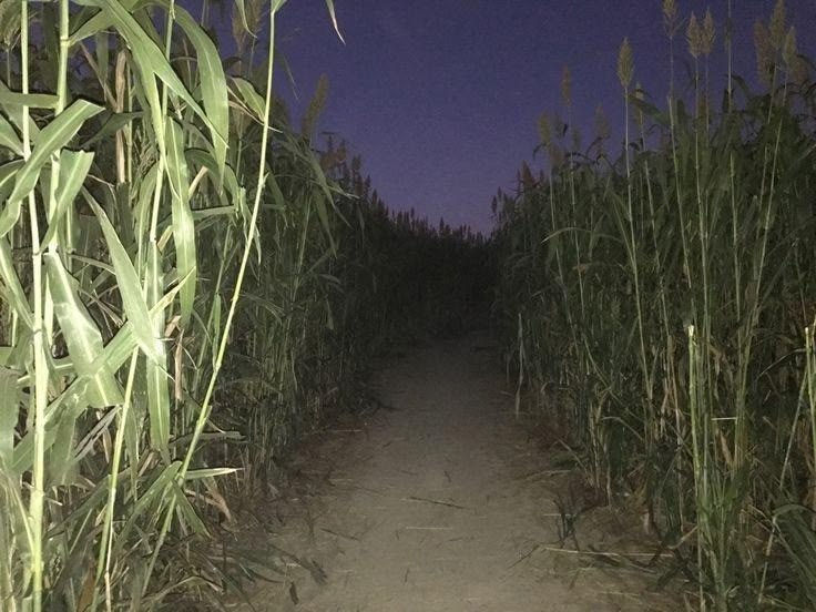 Photo of a trail in a corn field from Pinterest.