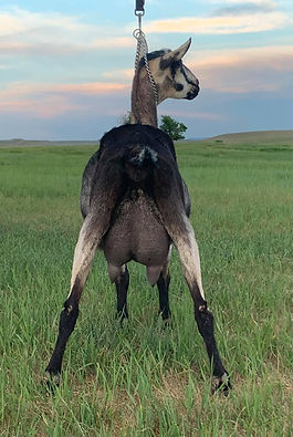 Pleasant-Grove_Epic_Day_Franny_June2021_rear.jpg