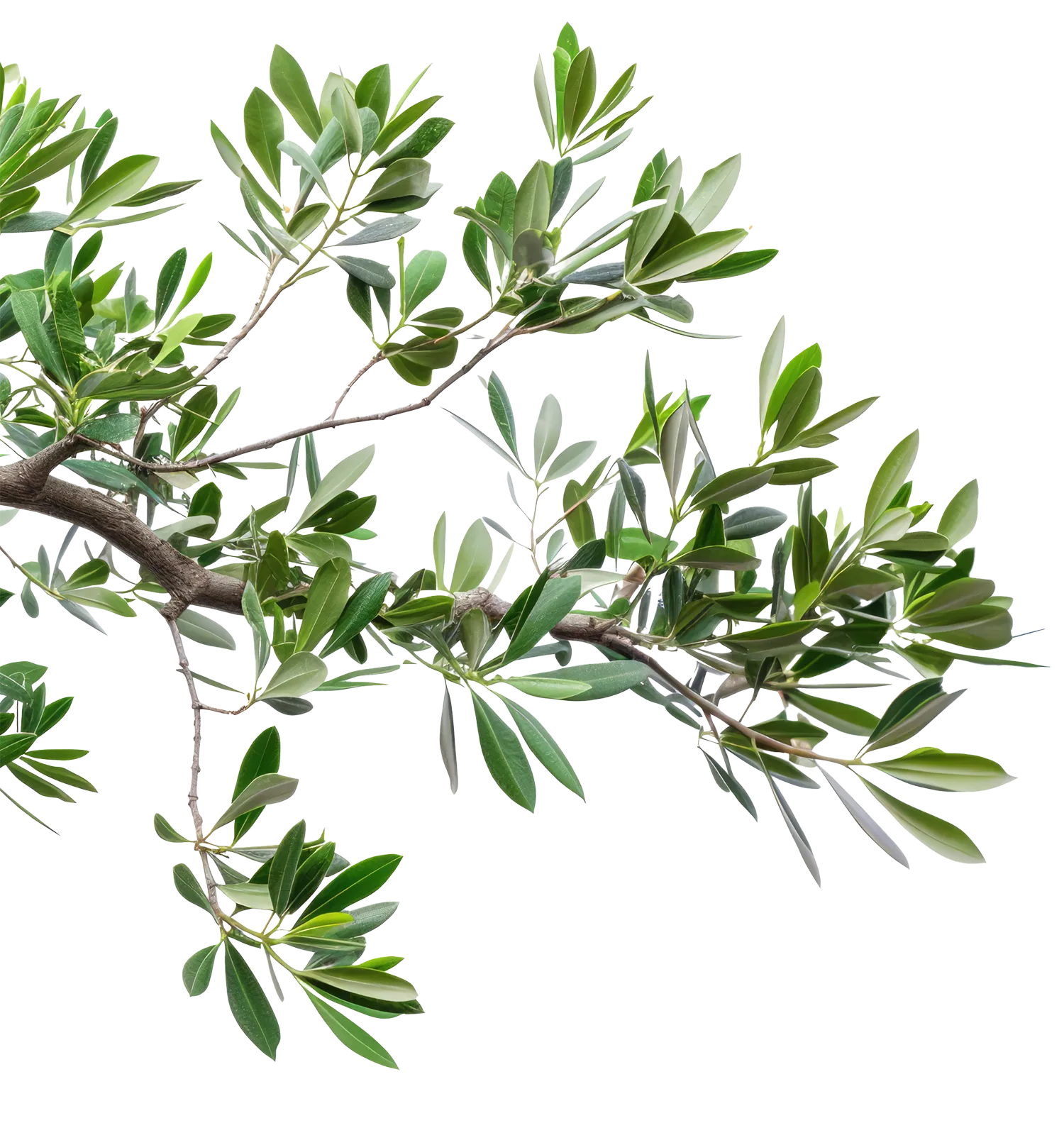 olive branch cut out coming in from the left
