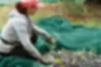 woman gathering olives.webp