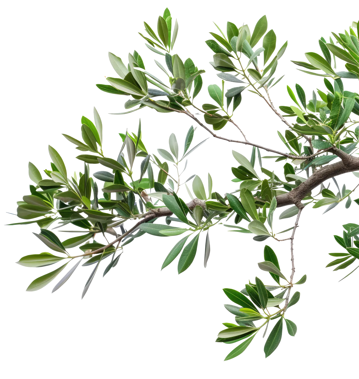 olive branch cut out coming in from the right