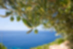 Lush olive tree with olives hanging from the branches, in front of a blue ocean view