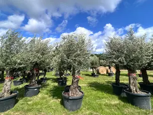 Newly arrived olive trees in pots await planting at ValleRuan, basking under a bright blue sky.