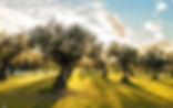 Olive trees in a sunny olive grove