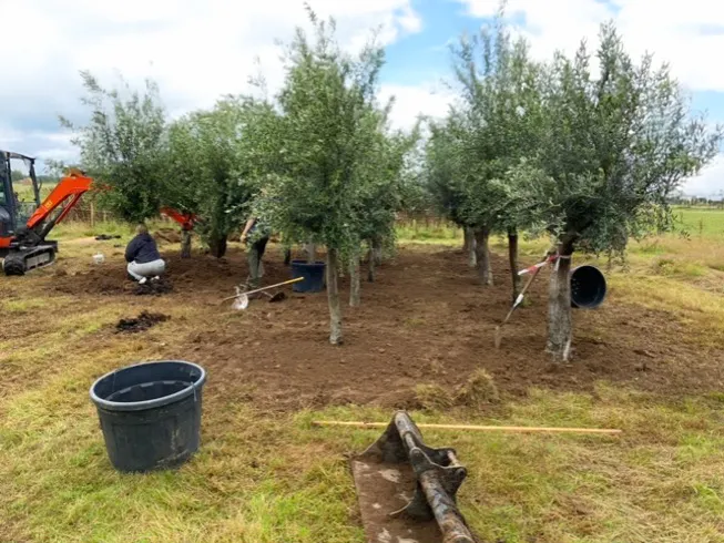 Olive trees being planted at The Old Chapel
