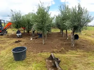 Olive trees being planted at ValleRuan Olive Oil.