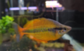 Melanotaenia herbertaxelrodi Juveniles