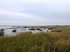 more marsh - edited.jpeg