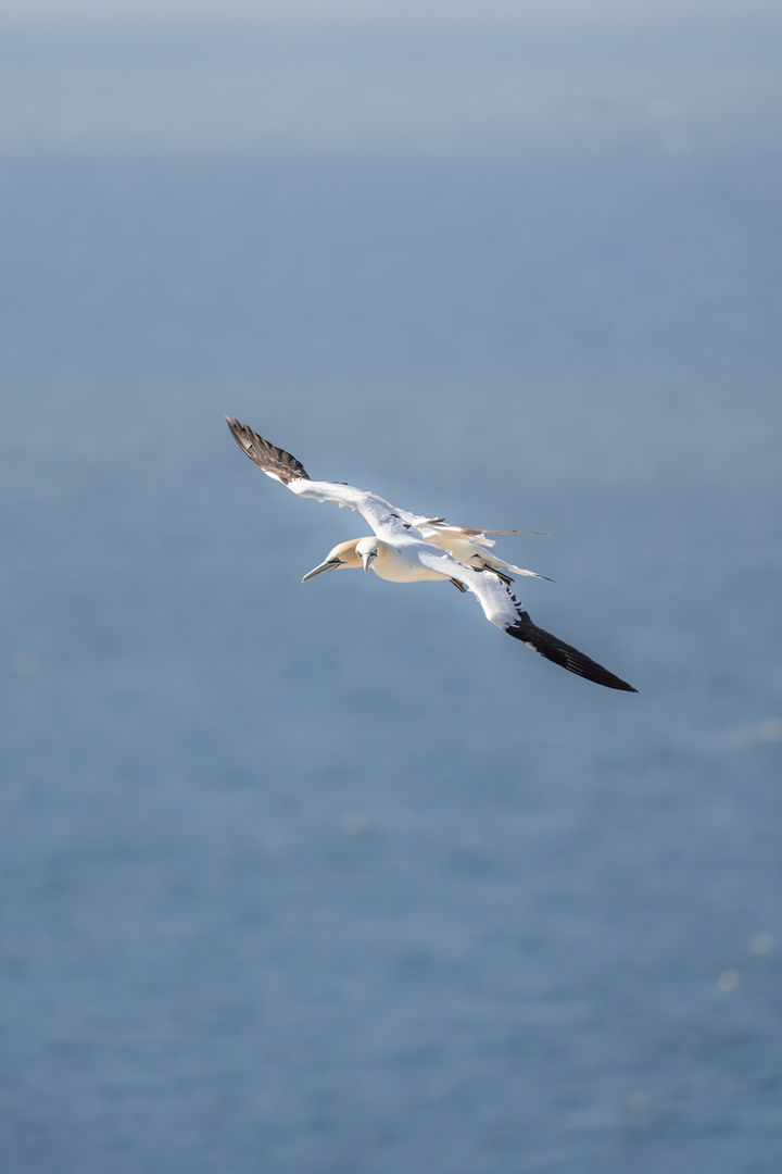 Northern Gannet 