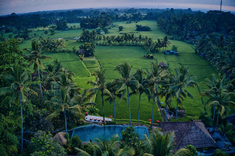 Boutique Rice Fields - Drone Shot copia.png