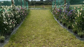 Sweet Pea Seed Sale Coming Soon to Wirral Flower Farm – Grown, Loved & Harvested Locally