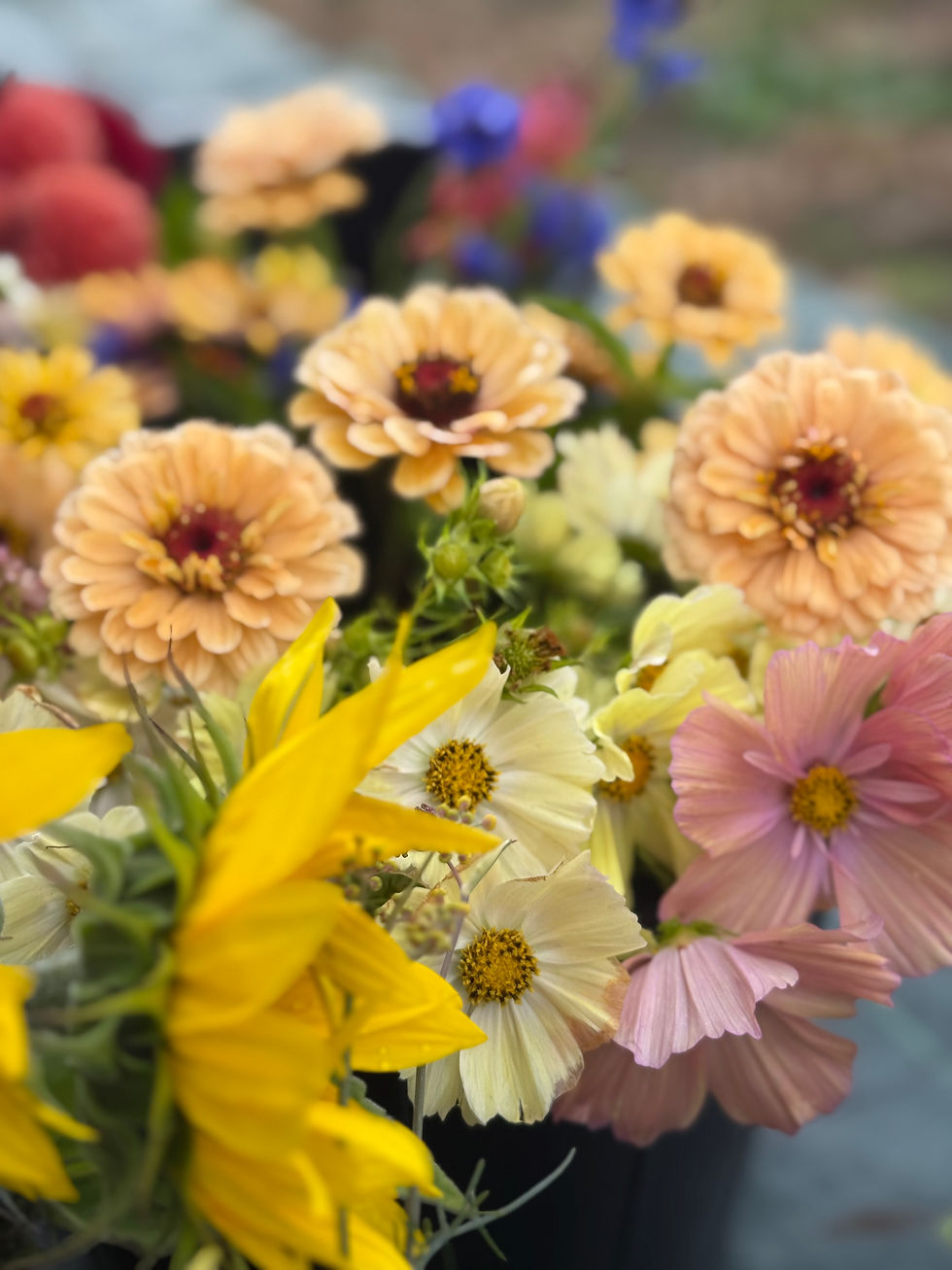 Thumbnail: Mixed Flower Bucket - Growers Choice