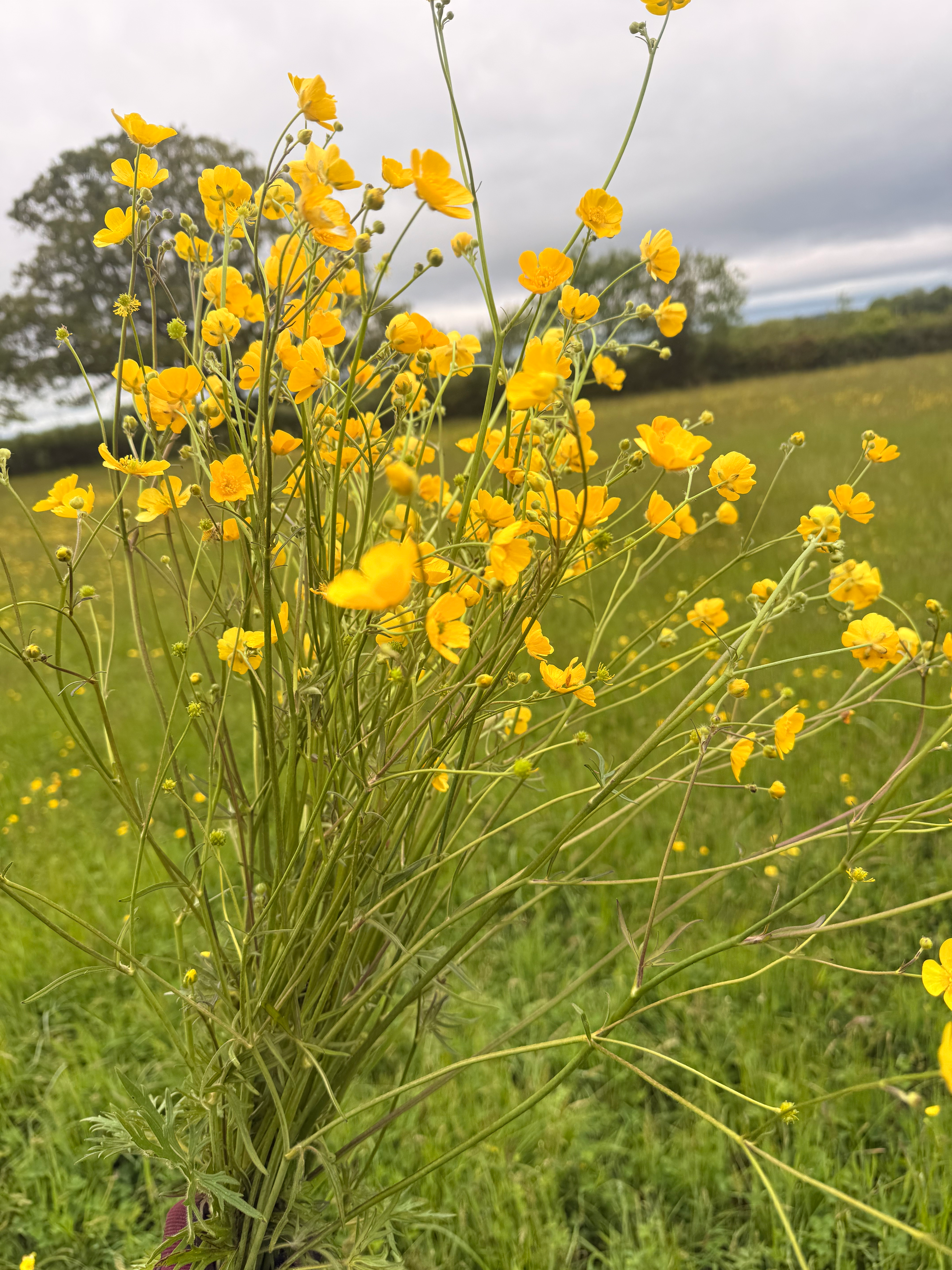 Buttercups - THIS WEEK ONLY