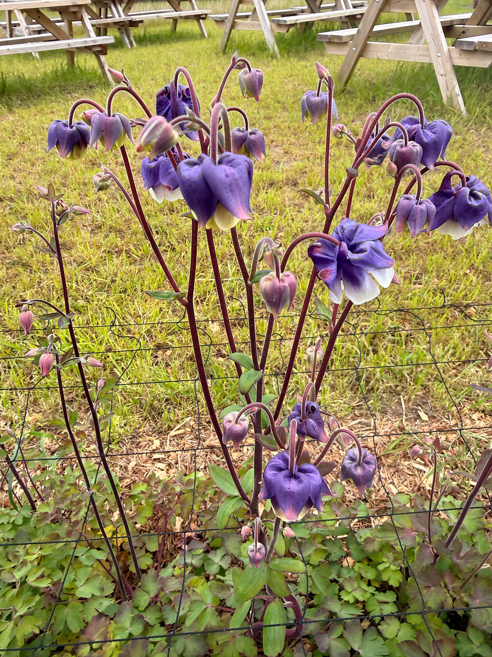 Thumbnail: Aquilegia - Pink/Purple Mixed - 10 Stems