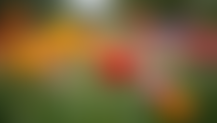 The Joy and Benefits of Eco-Friendly Cut Flowers