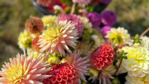 Wholesale British Blooms for Florists in Wirral, Chester, Cheshire & Liverpool